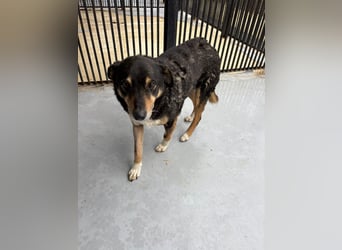 Teo (Theodora) ... ältere Hunde-Dame sucht Seniorenplatz