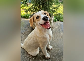 Remus, toller Hundejunge sucht Familie