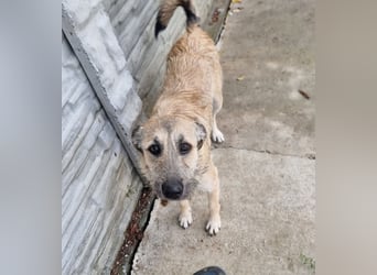 Menschenbezogene Dallulah