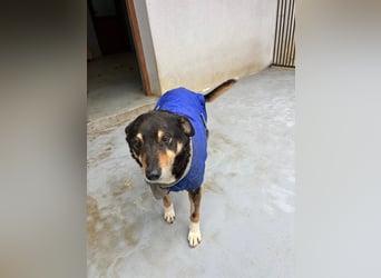Teo (Theodora) ... ältere Hunde-Dame sucht Seniorenplatz