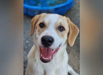 Remus, toller Hundejunge sucht Familie