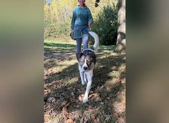 Hütehund-Liebhaber für Loki gesucht