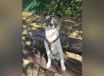 Hütehund-Liebhaber für Loki gesucht