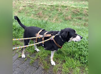Jack in 53840 Troisdorf