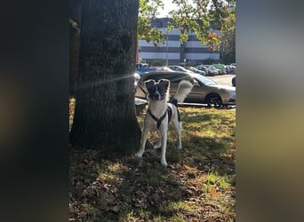 Hütehund-Liebhaber für Loki gesucht