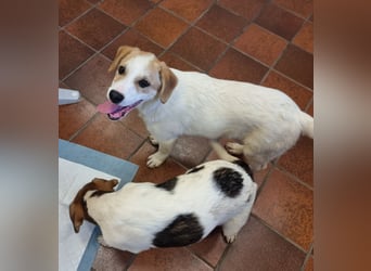 Remus...Riesenbaby sucht Famile