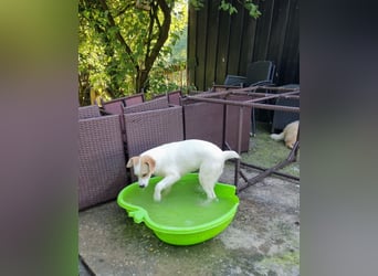 Remus, toller Hundejunge sucht Familie