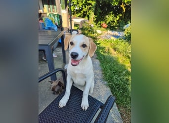 Remus, toller Hundejunge sucht Familie