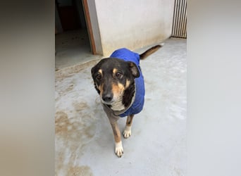 Teo (Theodora) ... ältere Hunde-Dame sucht Seniorenplatz