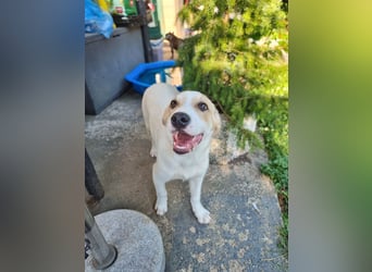 Remus, toller Hundejunge sucht Familie