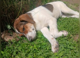 Ripley sucht eine Familie