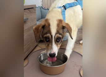 Ripley sucht eine Familie