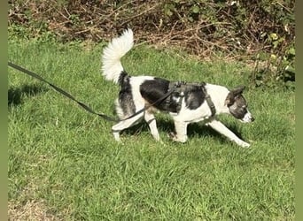Hütehund-Liebhaber für Loki gesucht