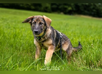 Rika sucht eine Familie