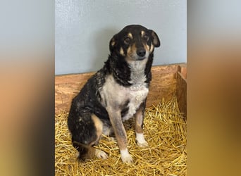 Teo (Theodora) ... ältere Hunde-Dame sucht Seniorenplatz