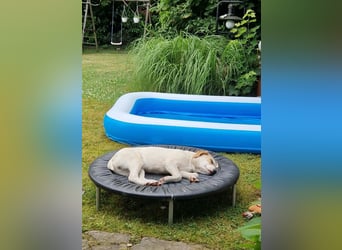 Remus, toller Hundejunge sucht Familie
