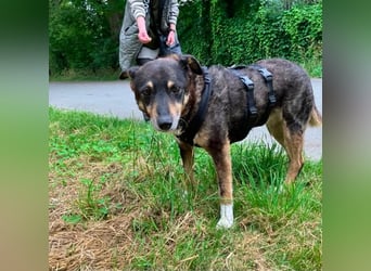 Teo (Theodora) ... ältere Hunde-Dame sucht Seniorenplatz