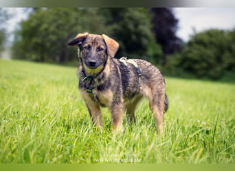 Rika sucht eine Familie