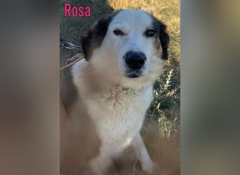 Rosa, 12/23 - sanfte Seele sucht Zuhause