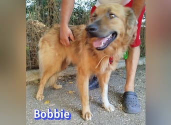 Bobbie, 08/23 - treuer Wuschel sucht Familie