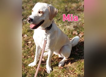 Mia - sozial, aktiv und verschmust; Notfall!!!