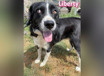 Liberty, 09/21 - treue Hündin sucht ihre Menschen