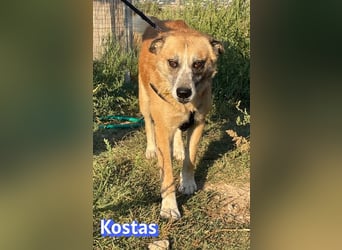 Kostas, 08/20 - ruhiger Rüde sucht Familie