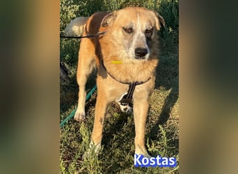 Kostas, 08/20 - ruhiger Rüde sucht Familie