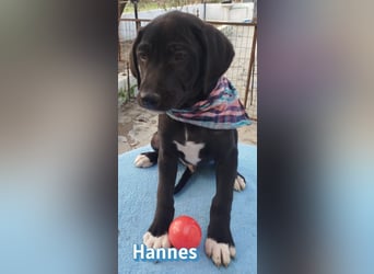 Hannes - sozial und verschmust