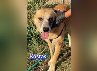 Kostas, 08/20 - ruhiger Rüde sucht Familie
