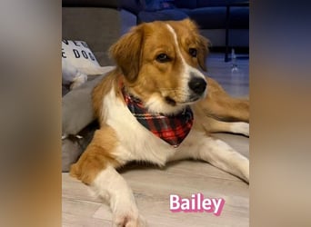 Bailey 04/24 - charakterstarke Hündin sucht neues Zuhause