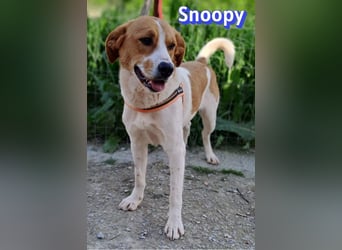 Snoopy, 04/25 - sucht seinen Charlie Brown