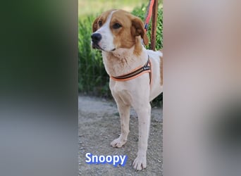 Snoopy, 04/25 - sucht seinen Charlie Brown