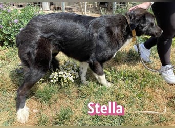 Stella, 01/24 - schüchterne Maus sucht Familie
