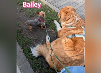 Bailey 04/24 - charakterstarke Hündin sucht neues Zuhause