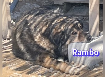Rambo 01/22 - aktives Moppelchen sucht Diätpartner