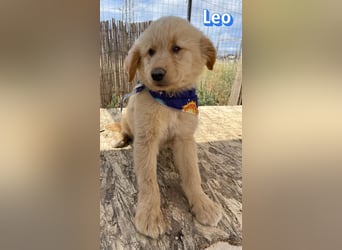 Leo, 02/26 - Zukunft gesucht