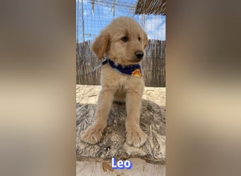 Leo, 02/26 - Zukunft gesucht