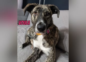 Voula, 10/25 - sanfte Seele sucht Familie