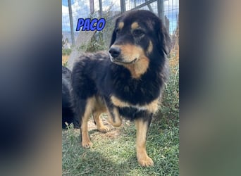 Paco, 10/22 - hübscher Rüde sucht 2te Chance