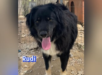 Rudi - Wuschelchen sucht Kuschelkörbchen