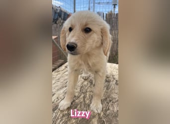 Lizzy, 02/26 - sucht eine schöne Kindheit