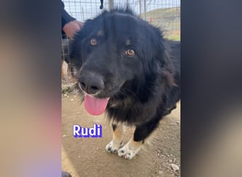 Rudi - Wuschelchen sucht Kuschelkörbchen