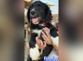 Finnlay, 05/26 - Schwarzköpfchen sucht Familie