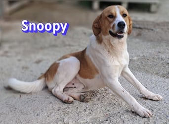 Snoopy, 04/25 - sucht seinen Charlie Brown