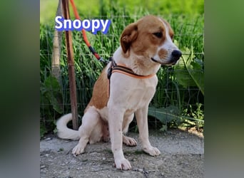 Snoopy, 04/25 - sucht seinen Charlie Brown