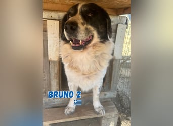 Bruno2, 10/17 - gemütlicher Senior wartet in 85276 Pfaffenhofen a. d. Ilm