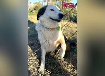 Rosa, 12/23 - sanfte Seele sucht Zuhause