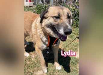 Lydia, 05/23 - gemütliche Schmusemaus sucht Familie