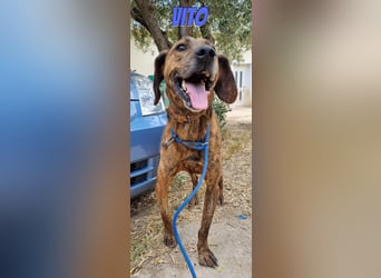 Vito, 10/24 - lieber Eyecatcher sucht Familie